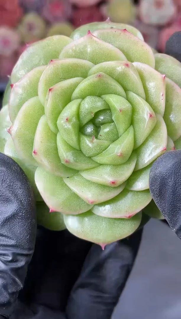 11-72 翡51 4-5厘米 量拍发一颗