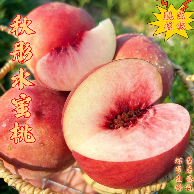 小耘乡山东蒙阴秋彤水蜜脱核离核桃新鲜现摘脆甜多汁应季水果