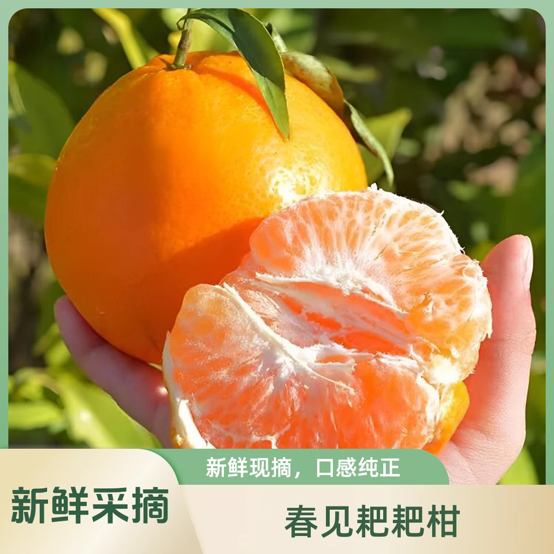 【春见耙耙柑】新鲜采摘 香甜多汁