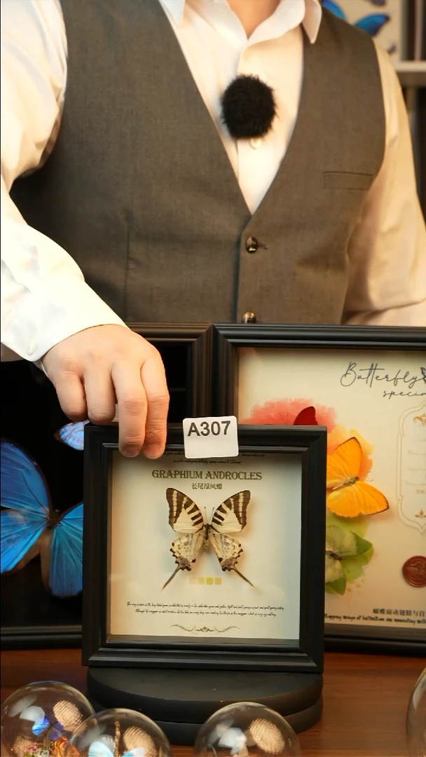 长尾绿凤蝶（6寸方黑色新款框）A307