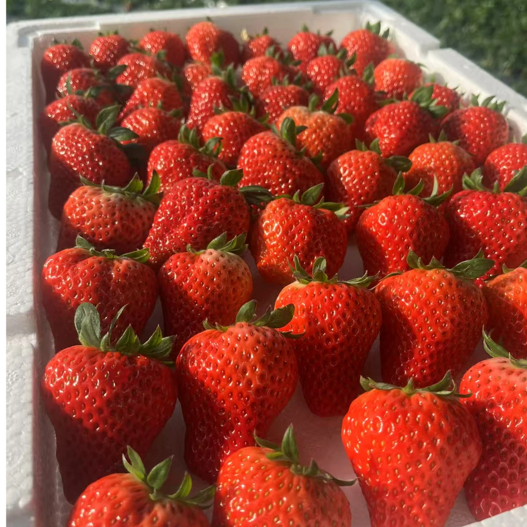 久久草莓2500g99草莓河北省