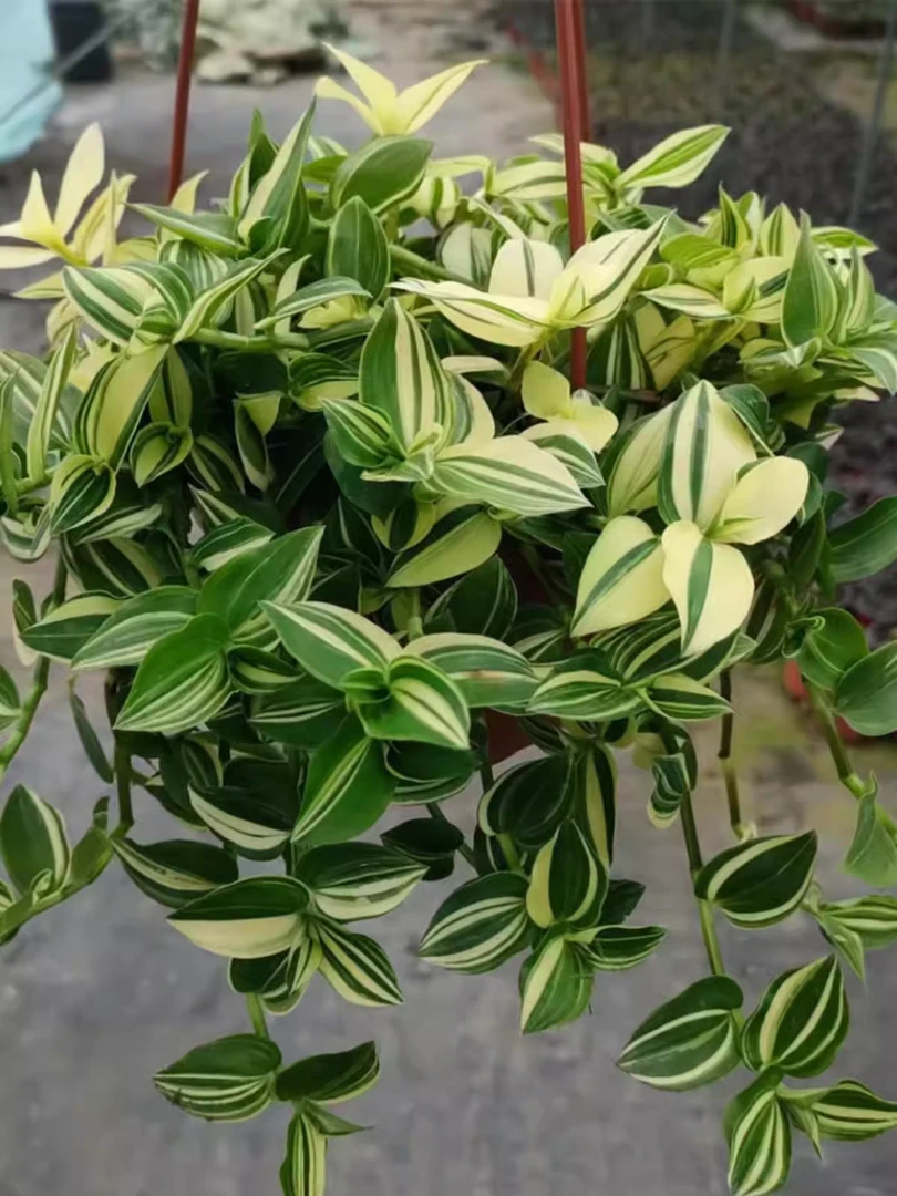 青白玉吊兰室内懒人好养植物耐旱垂吊绿植盆栽净化空气好养易活