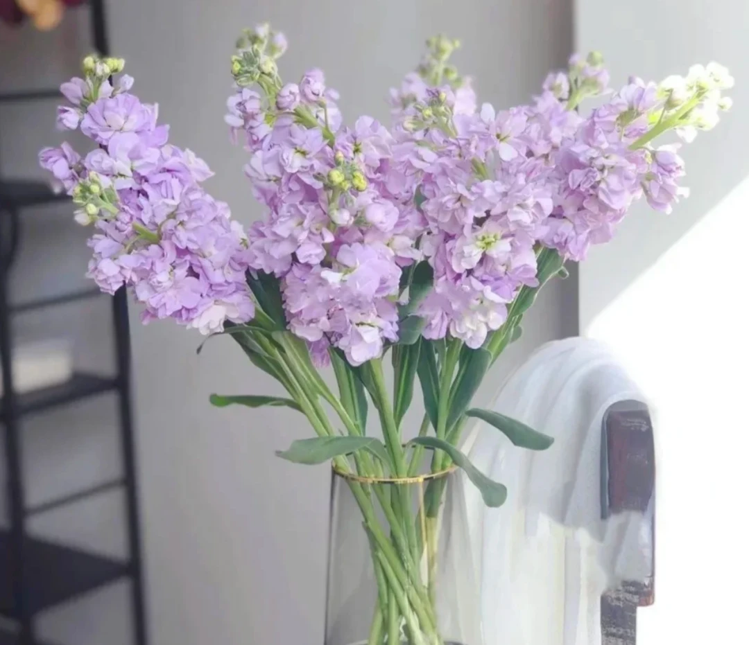 【云花出滇】紫色重瓣香水紫罗兰  生活鲜花  昆明基地直发