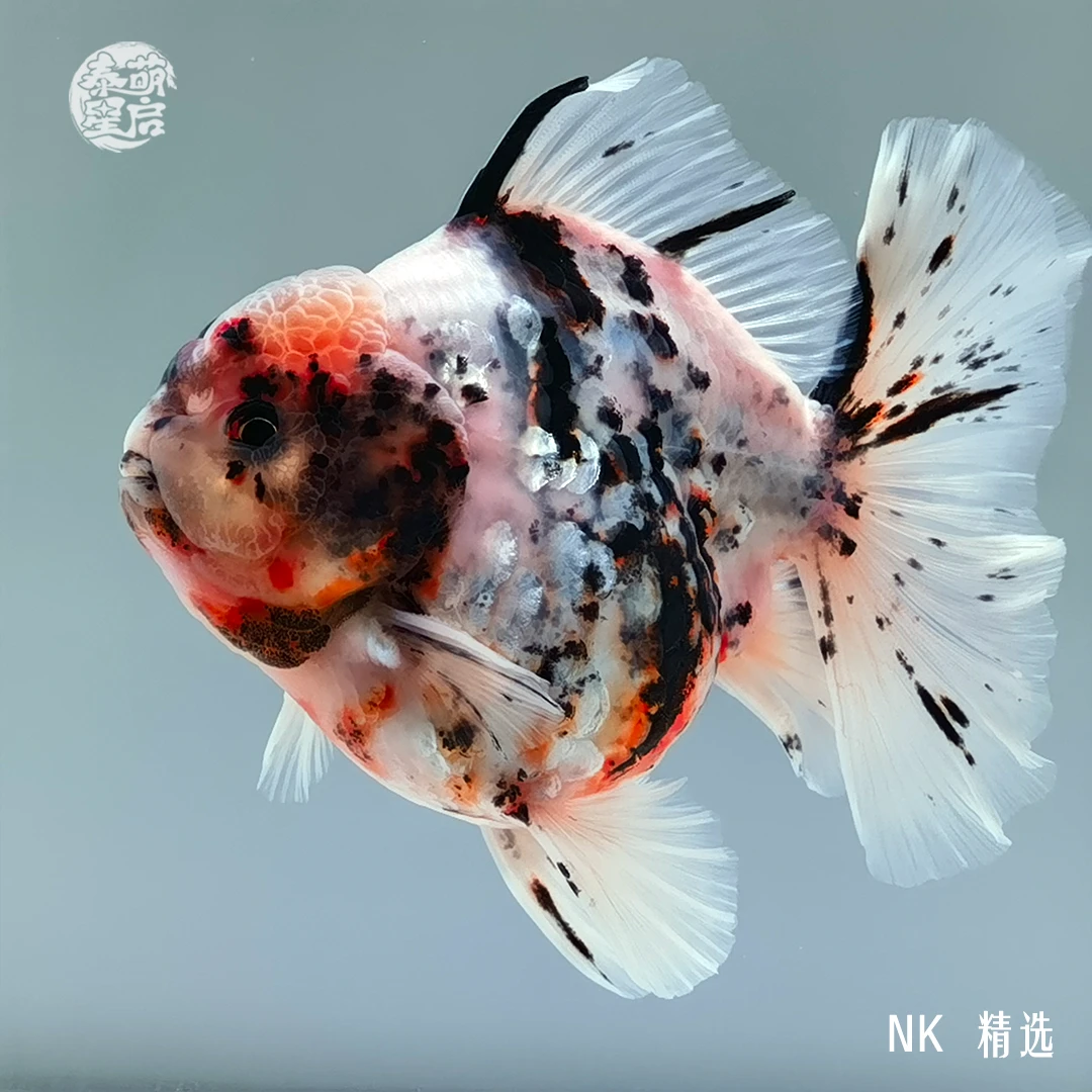 NK-泰狮精选-原泰观赏鱼-活体金鱼-顺丰到付