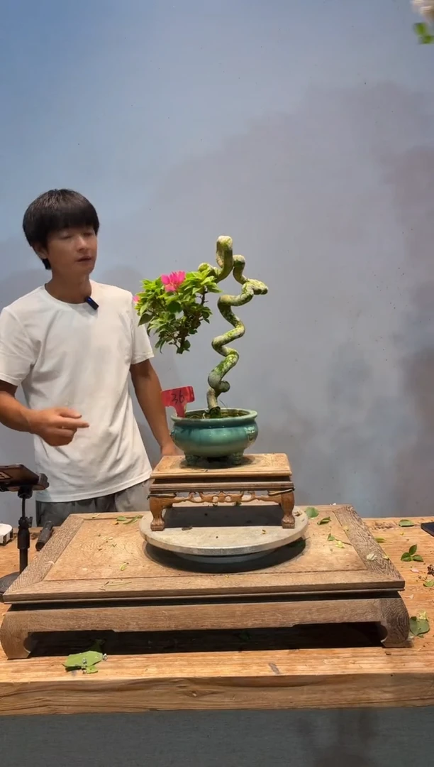 全部花朵精****饰三角梅36