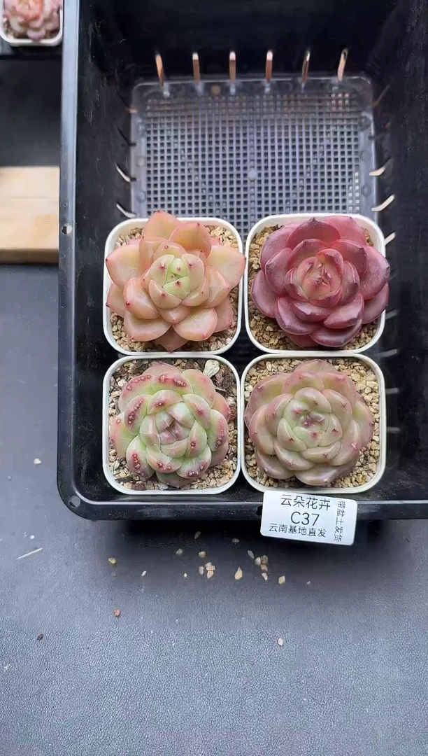 珍妮杂交多肉C37