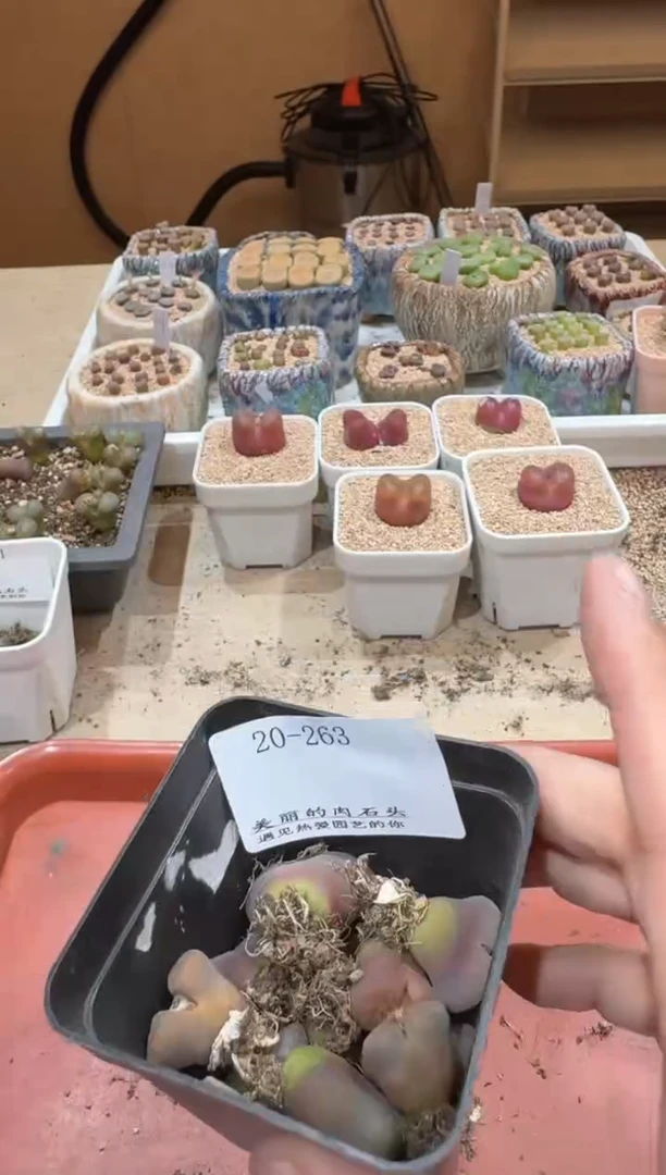 20-263多肉植物肉锥