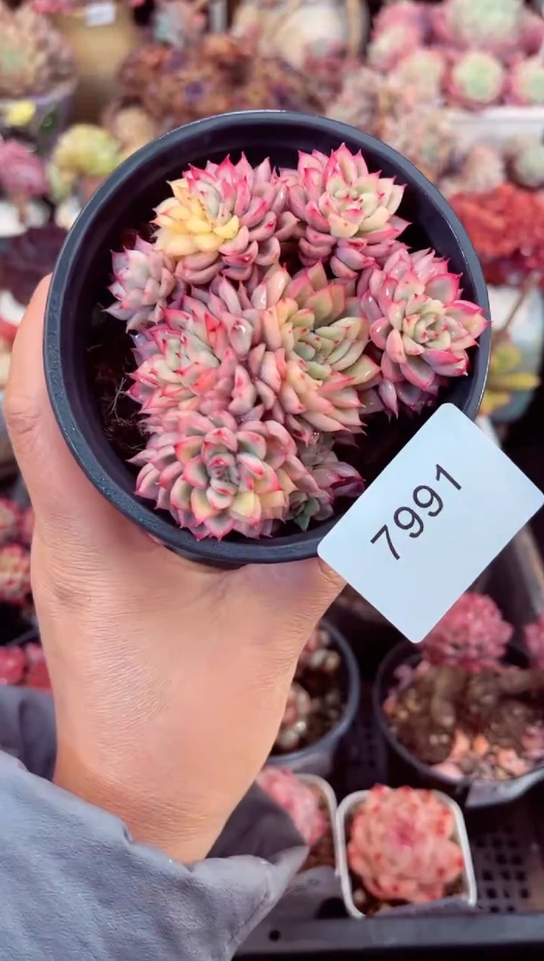 【闪购商品】7991群生女雏锦多肉