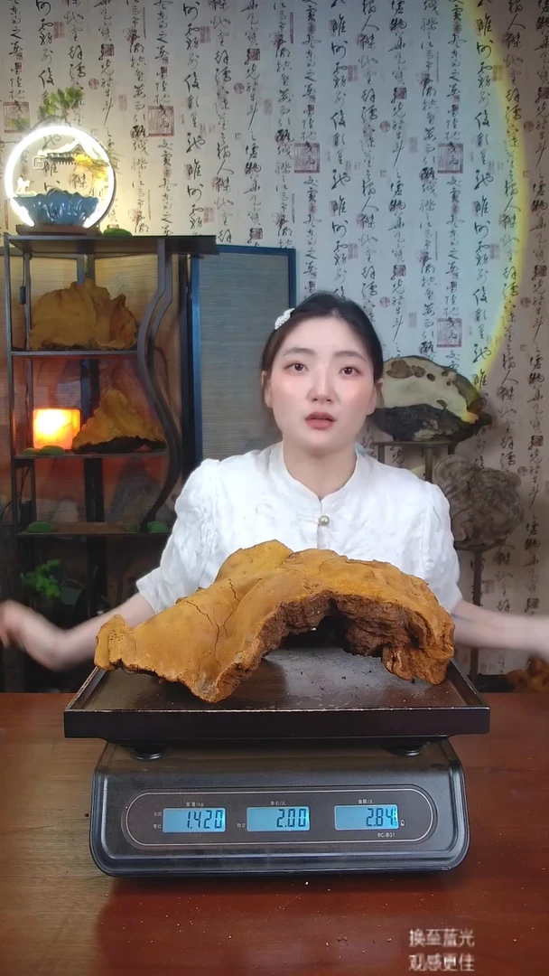 松针层孔菌中国大陆【藏区 野生】松树桑黄（2.84斤）30-40年份