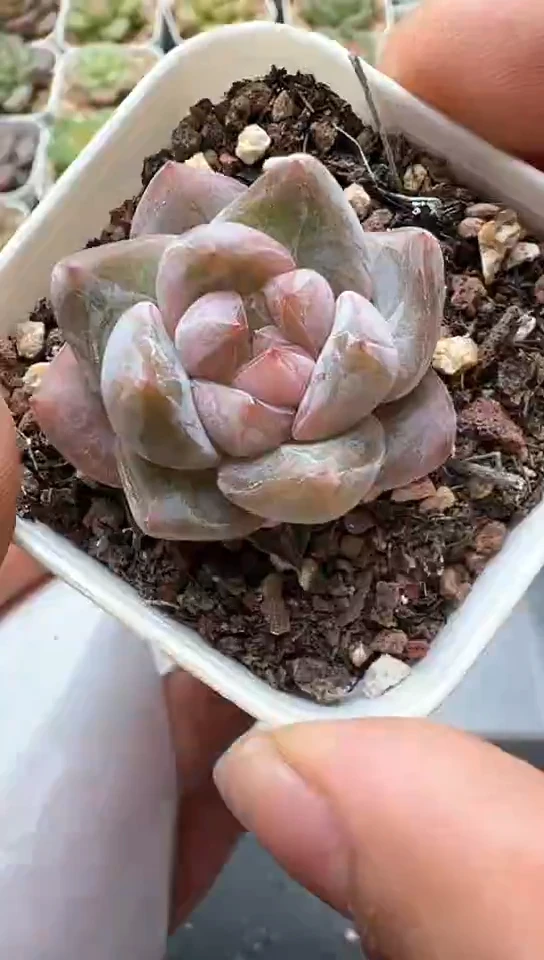 403F云禹多肉植物 默认脱土纸巾打包 3颗包邮
