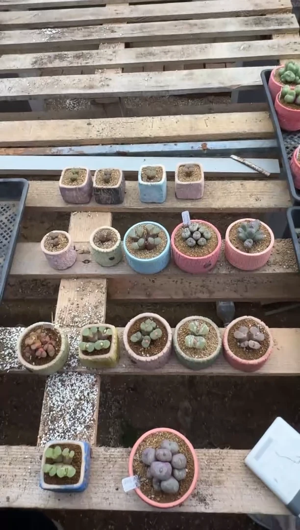 【闪购商品】1/23-104