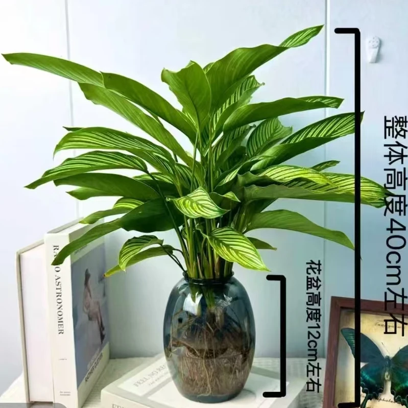 青纹竹芋水土培植物盆栽室内四季常青好养客厅办公室绿植