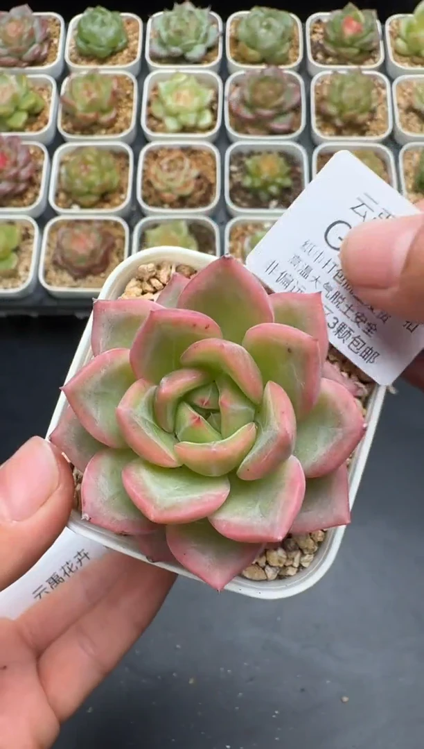 110G云禹多肉植物 脱土纸巾打包 3颗包邮