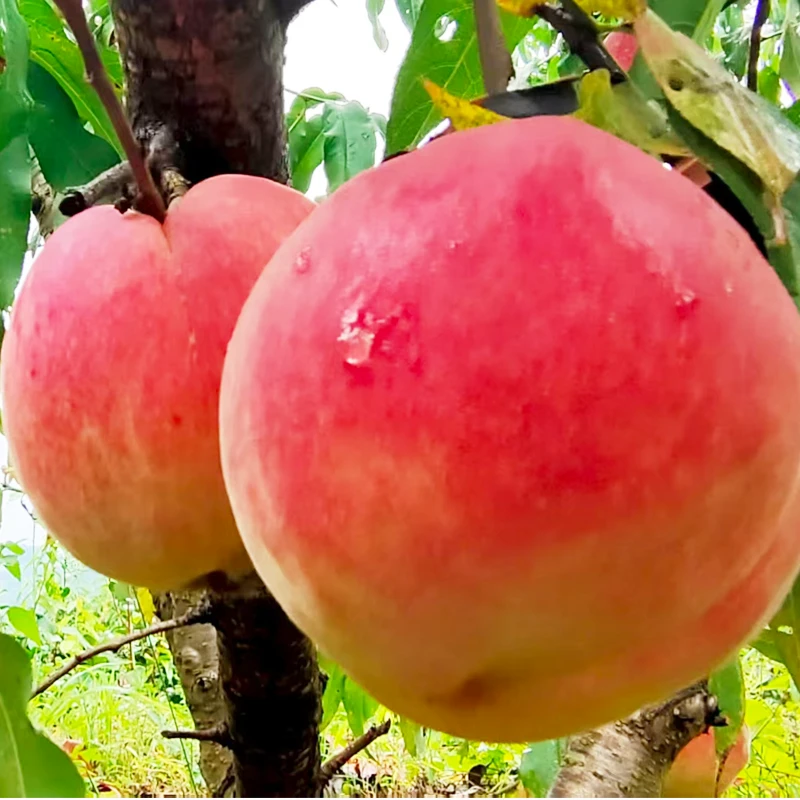 凤凰红桃脆甜多汁新鲜现摘当季应季水果顺丰包邮坏果包赔