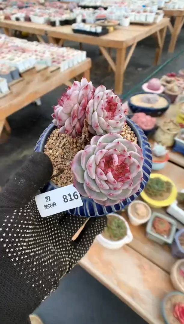 【闪购商品】816天鹅绒微瑕一物一拍