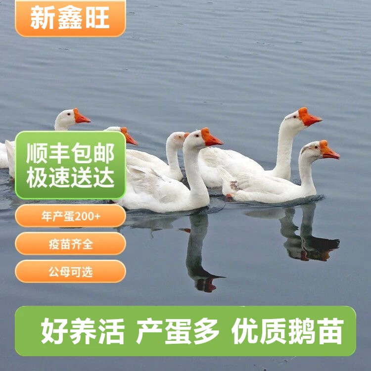 大三花宠物鹅顺丰发货宠物鸡