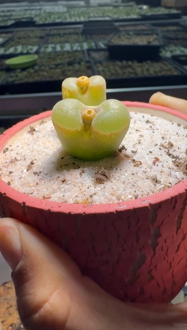 【闪购商品】不退1.14-480