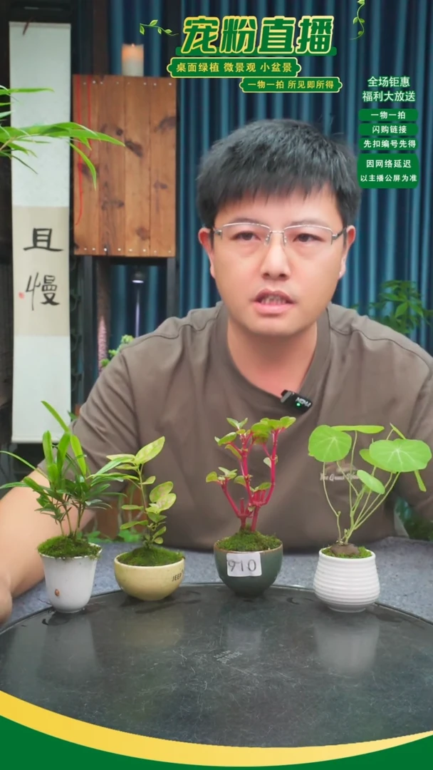 无花朵k*k苔藓微景观910号