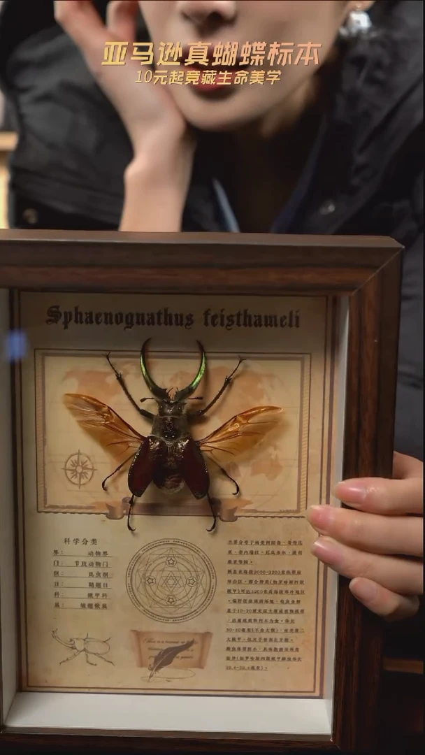 四眼锹甲复古版复古框