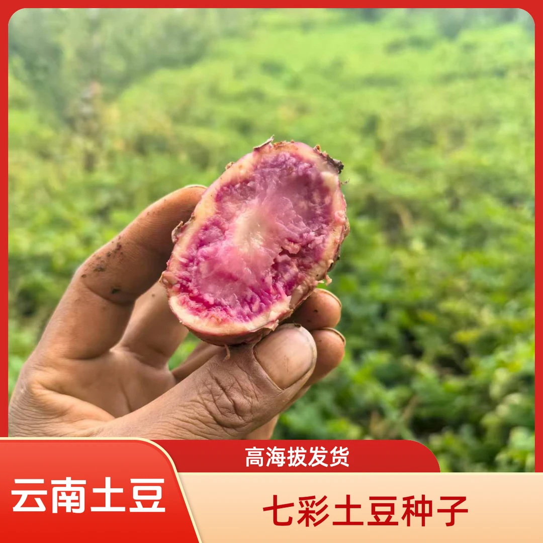 云南红心花青素洋芋马铃薯云南云南七彩洋芋（发货时不带芽）