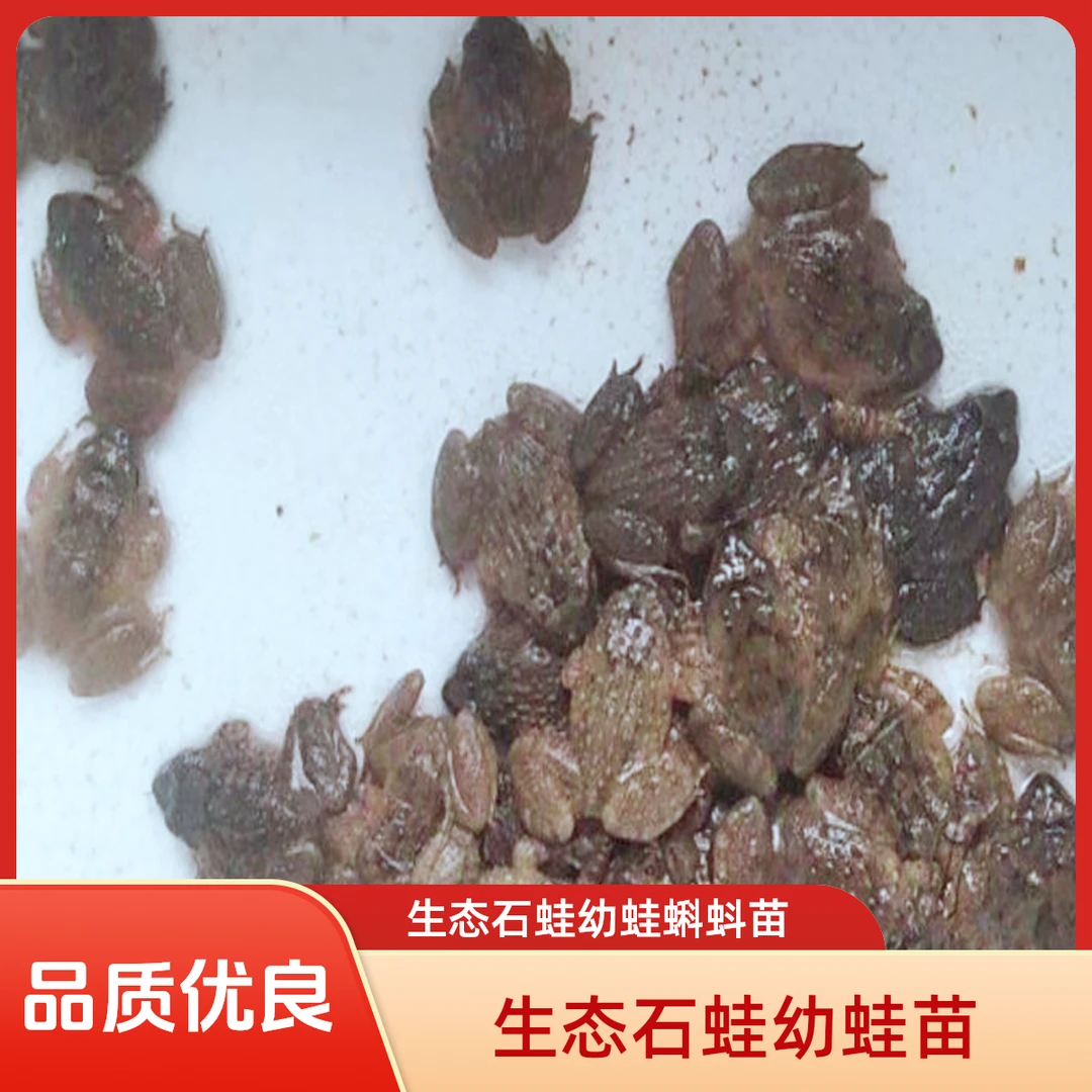 大山里的鲜活石蛙深山活泉石鲮石冻棘胸蛙滋补妇孺月子老人大补