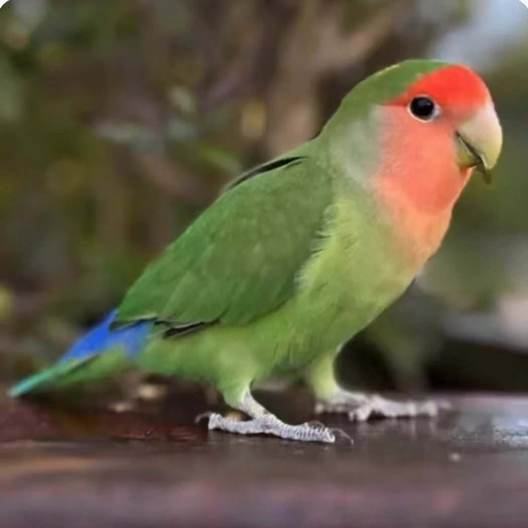 牡丹鹦鹉 宠物鸟观赏鸟鹦鹉