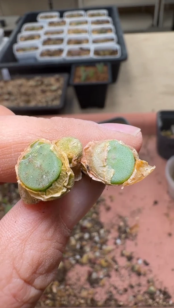 美丽的肉石头19-1045