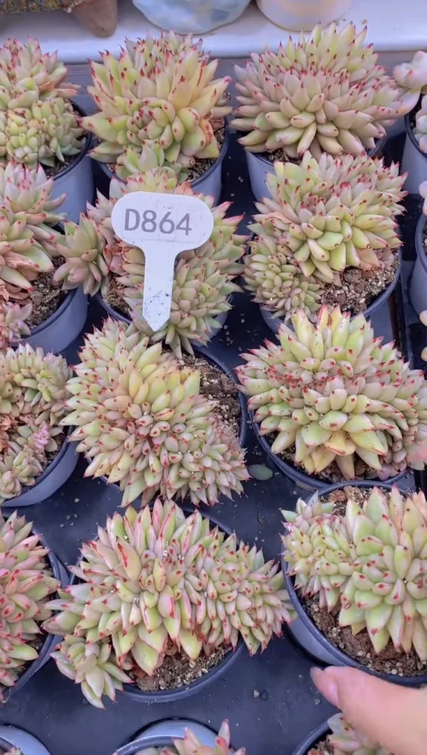 【闪购商品】D864-艾克魂锦（量拍）