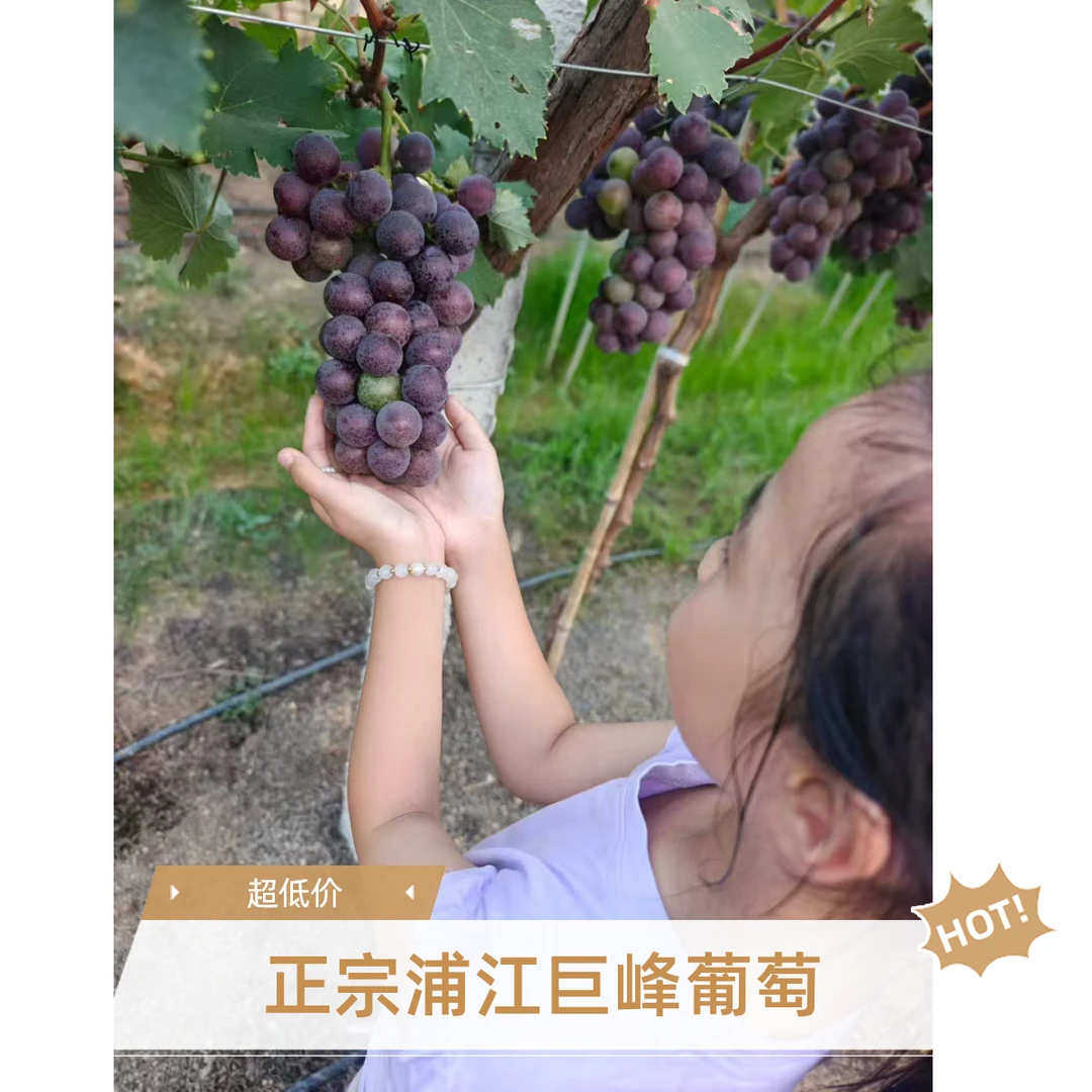 正宗浦江巨峰葡萄果园新鲜现摘，江浙沪冷链包邮到家葡萄同城送浙江省