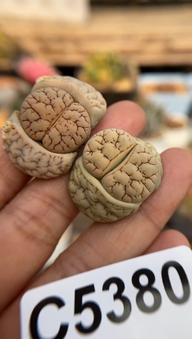 5380直播一物一拍