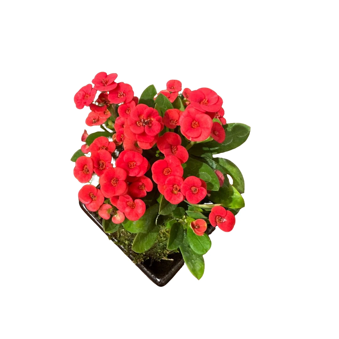 虎刺梅铁海棠盆栽室内绿植花卉四季开花好养阳台庭院装饰