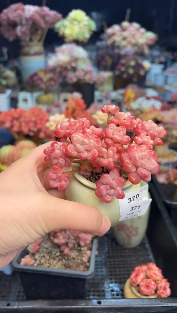 【闪购商品】371花盆