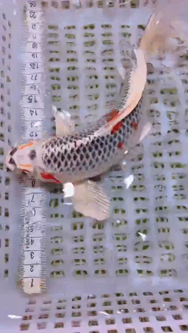 锦鲤冷水观赏鱼全场包邮73