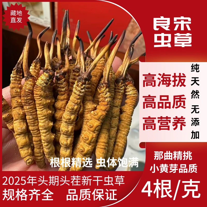 良宋冬虫夏草正宗虫草4根/克西藏那曲比如虫草高海拔虫草产地直发