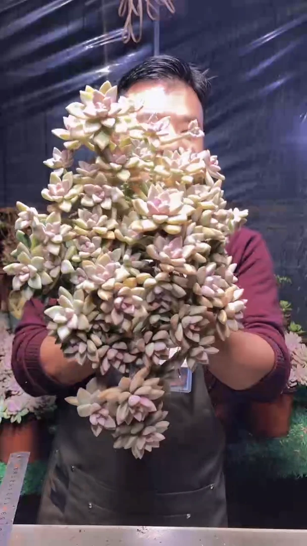 167淡雪缀化（一物一拍）
