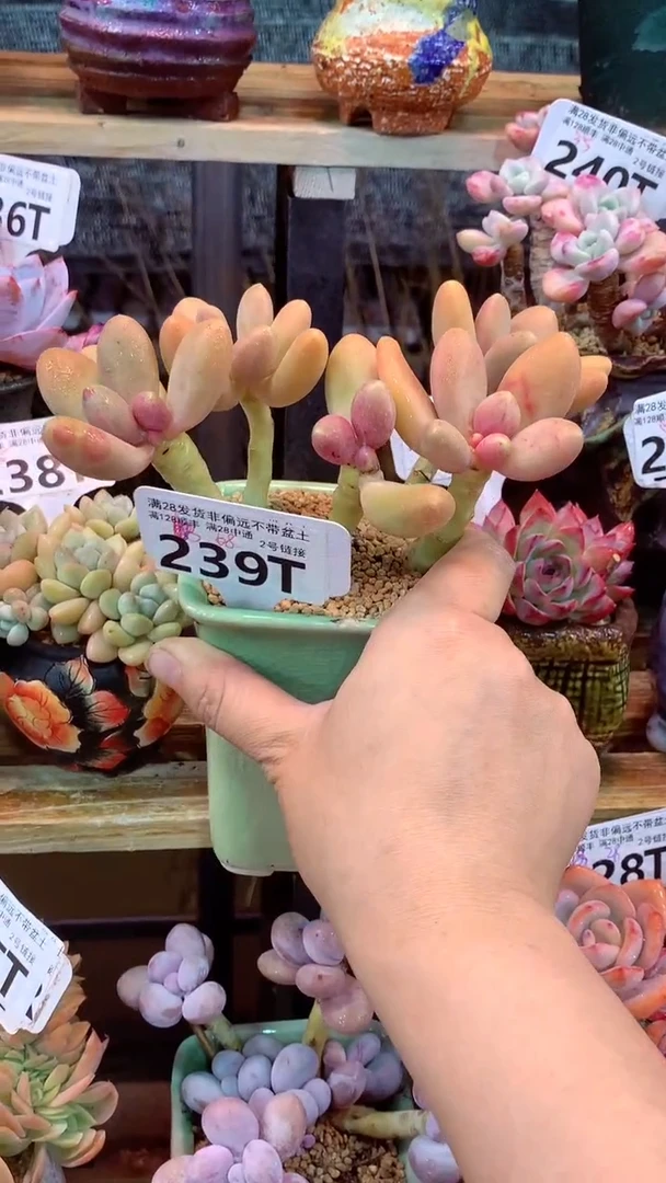 239T 糖果美人  (一物一拍实付满28发货，默认不带盆土）