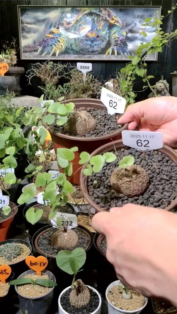 62号1117福利南非龟甲龙买一送一