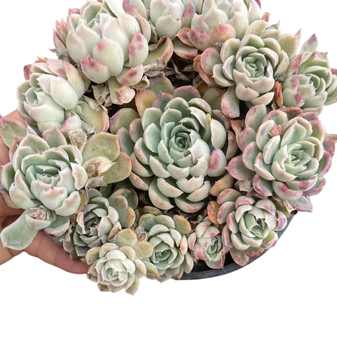 荷花拼满10元包邮多肉植物星花怒放阳台露台办公室植植物