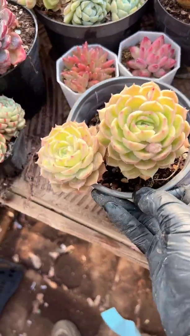 小**吖阿迷洲多肉29315