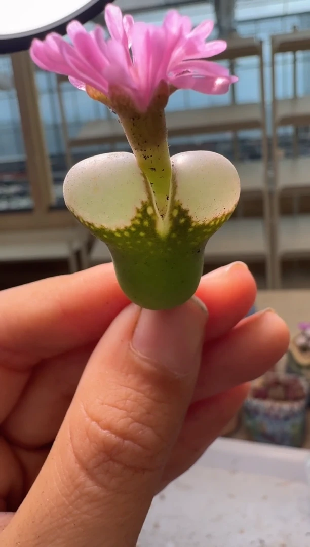 28-167多肉植物肉锥