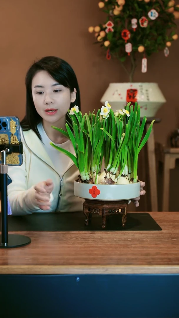 【闪购商品】盆景水仙花 礼盒