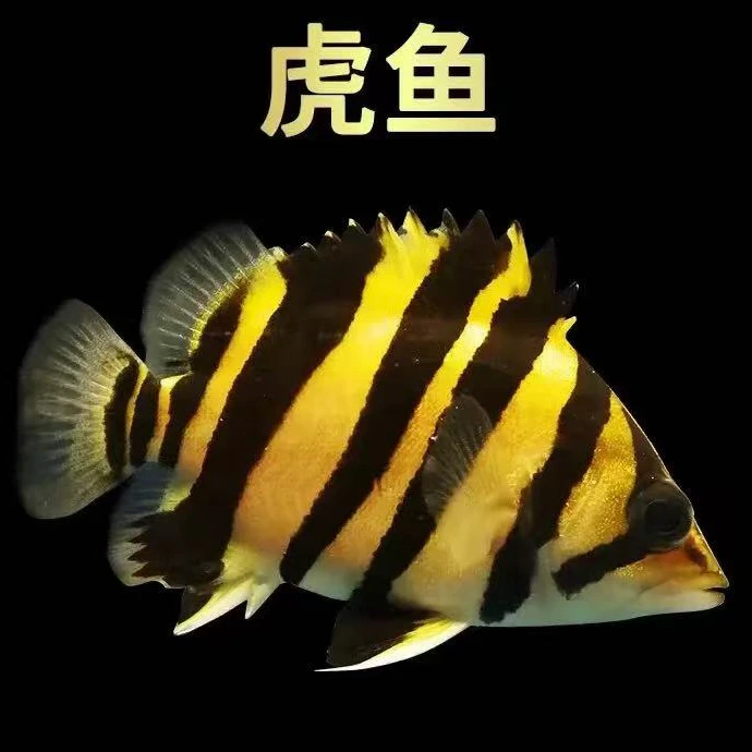 精品苏门答腊虎 观赏鱼