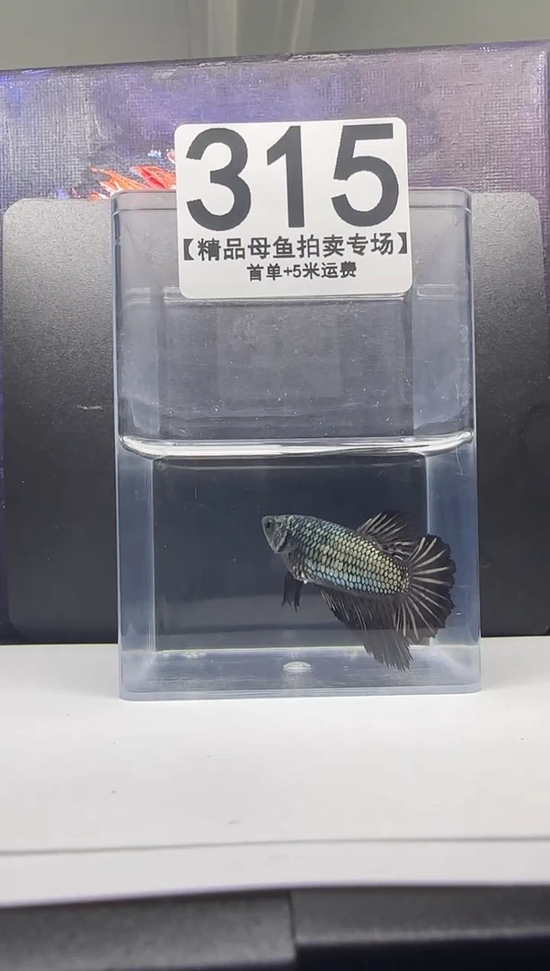 斗鱼母鱼编号：315