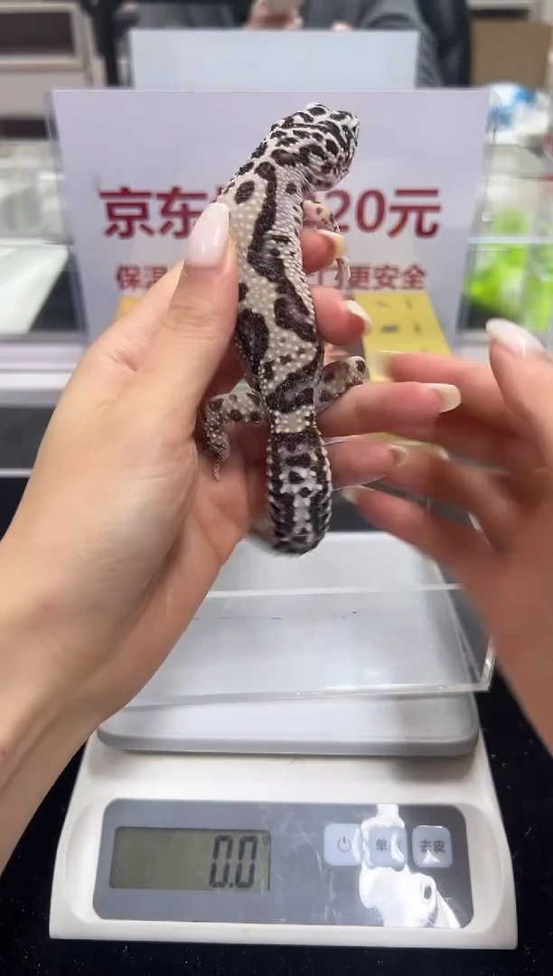 豹纹守宫005豹纹守宫