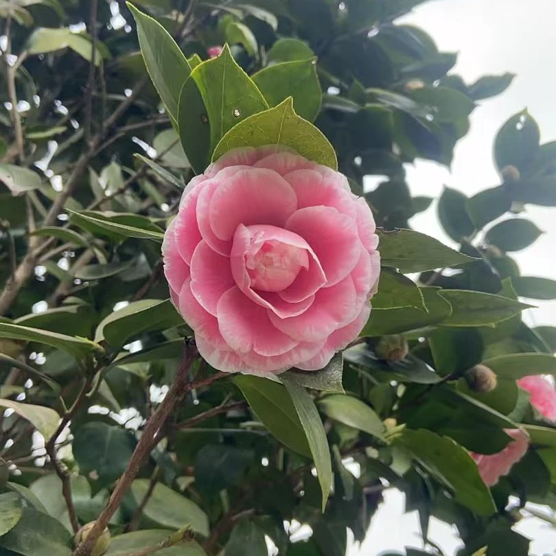 袋装苗 裸根桩头 品种山茶花 克瑞墨 雅致 鹤顶红等