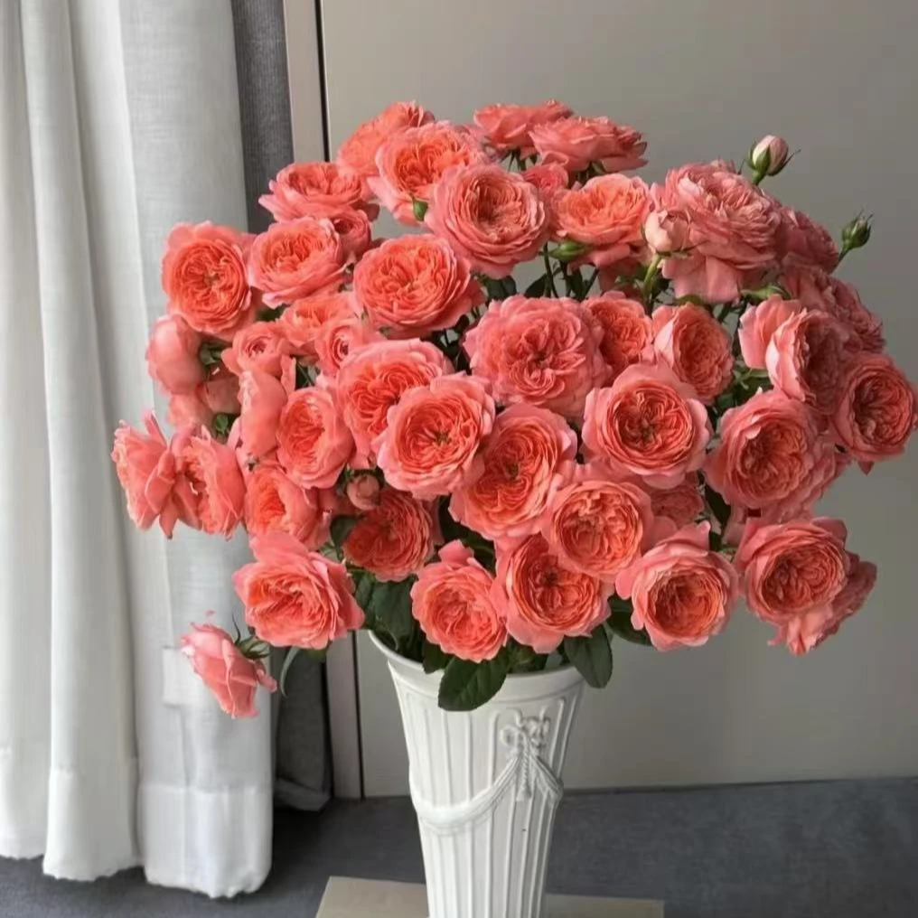 【精选杏色果汁多头玫瑰奥斯汀花型5枝一把】全季花语鲜花 【拍2单送5枝随机色翠珠】