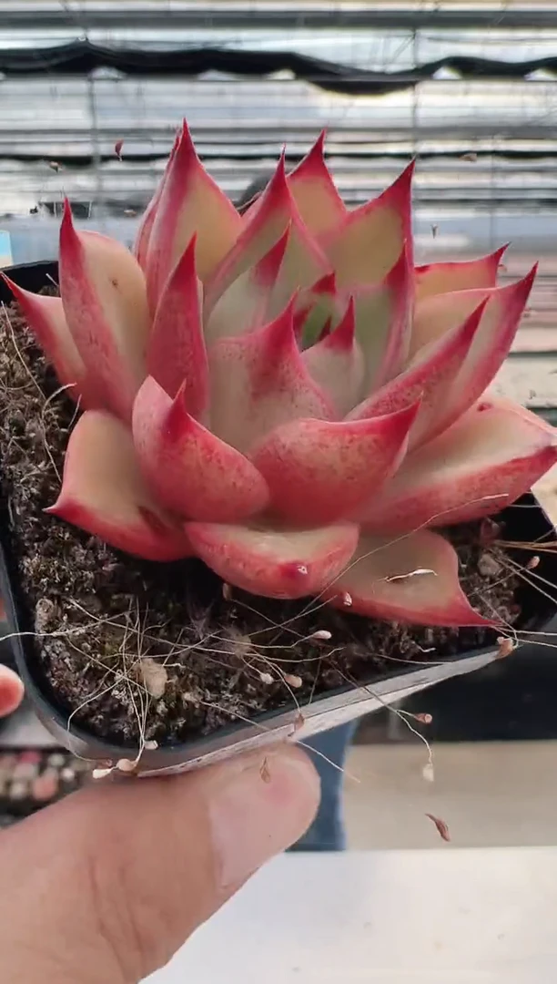 【闪购商品】东云名锦-4