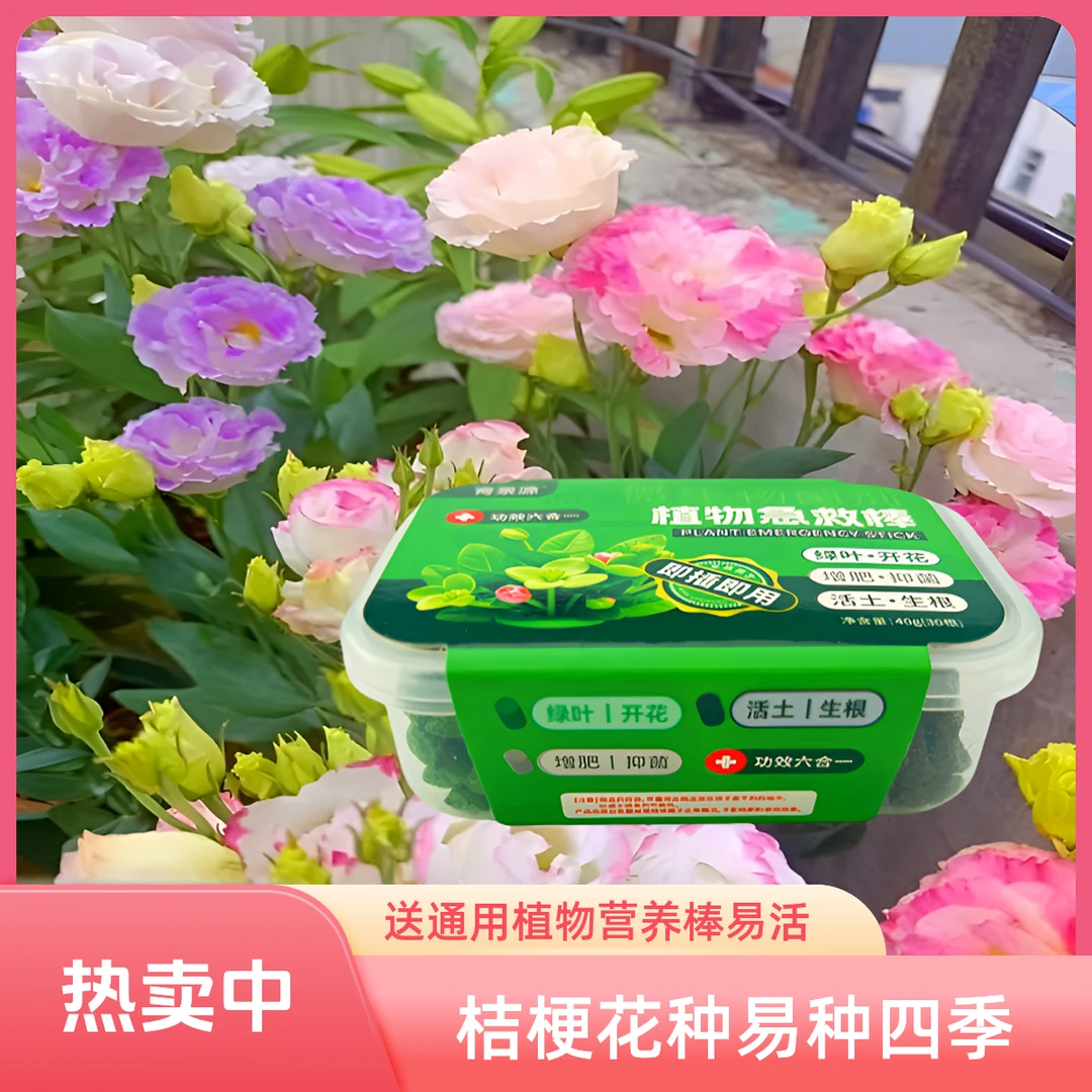 洋桔梗花种子【送营养棒一盒】四季易种阳台庭院地栽南北方四季种植