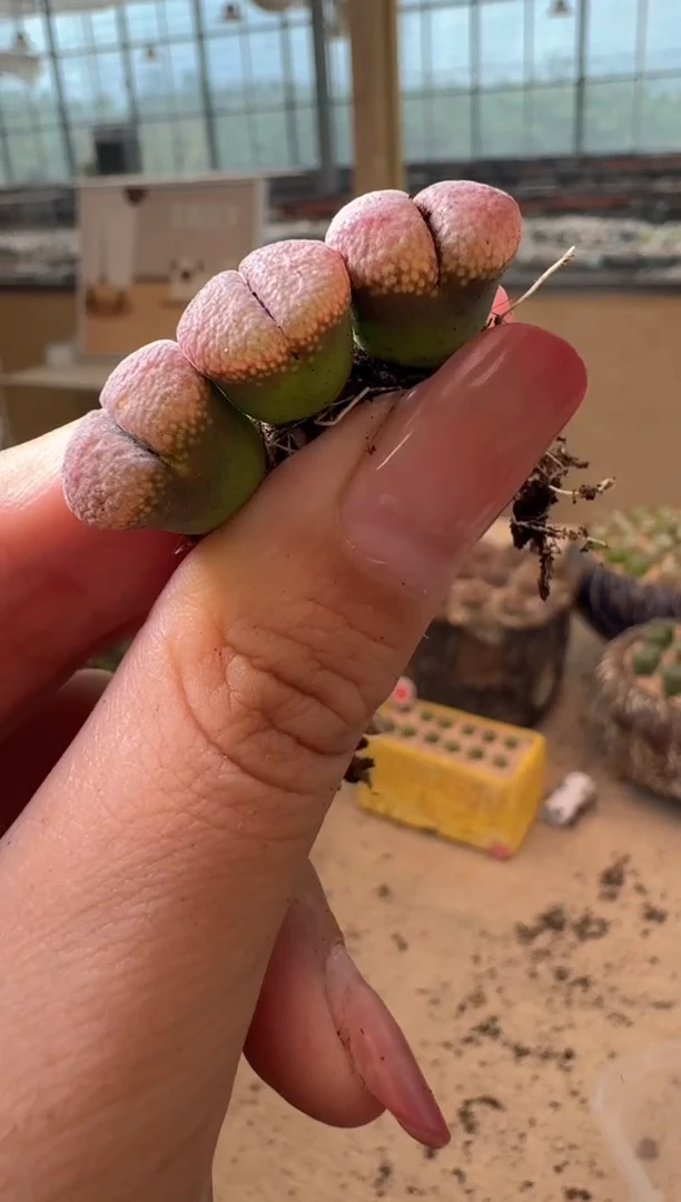 16-129多肉植物肉锥