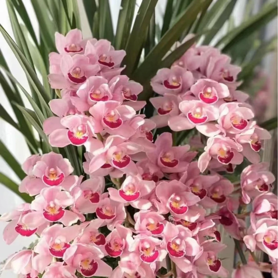 浪漫樱花2-3花(带花盆底座)室内盆栽清香粉红色